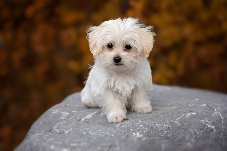 16622459_web1_dog-maltese