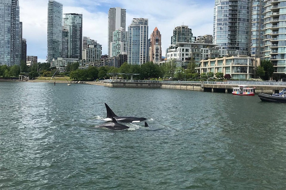 17267193_web1_orcas-false-creek