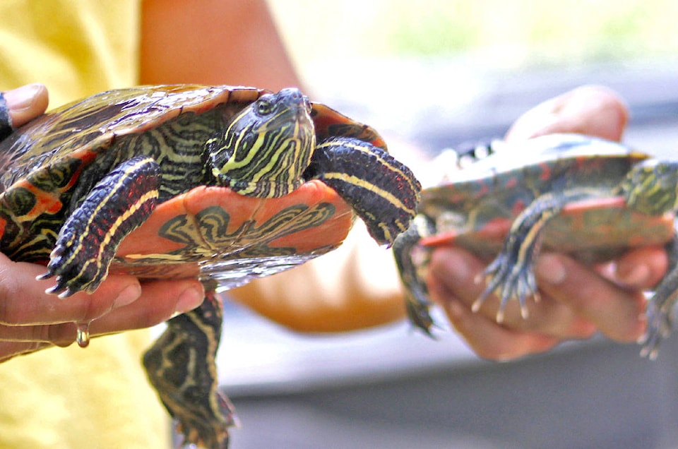 17466021_web1_copy_Western-Painted-Turtle