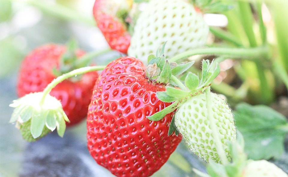 17667319_web1_Strawberries