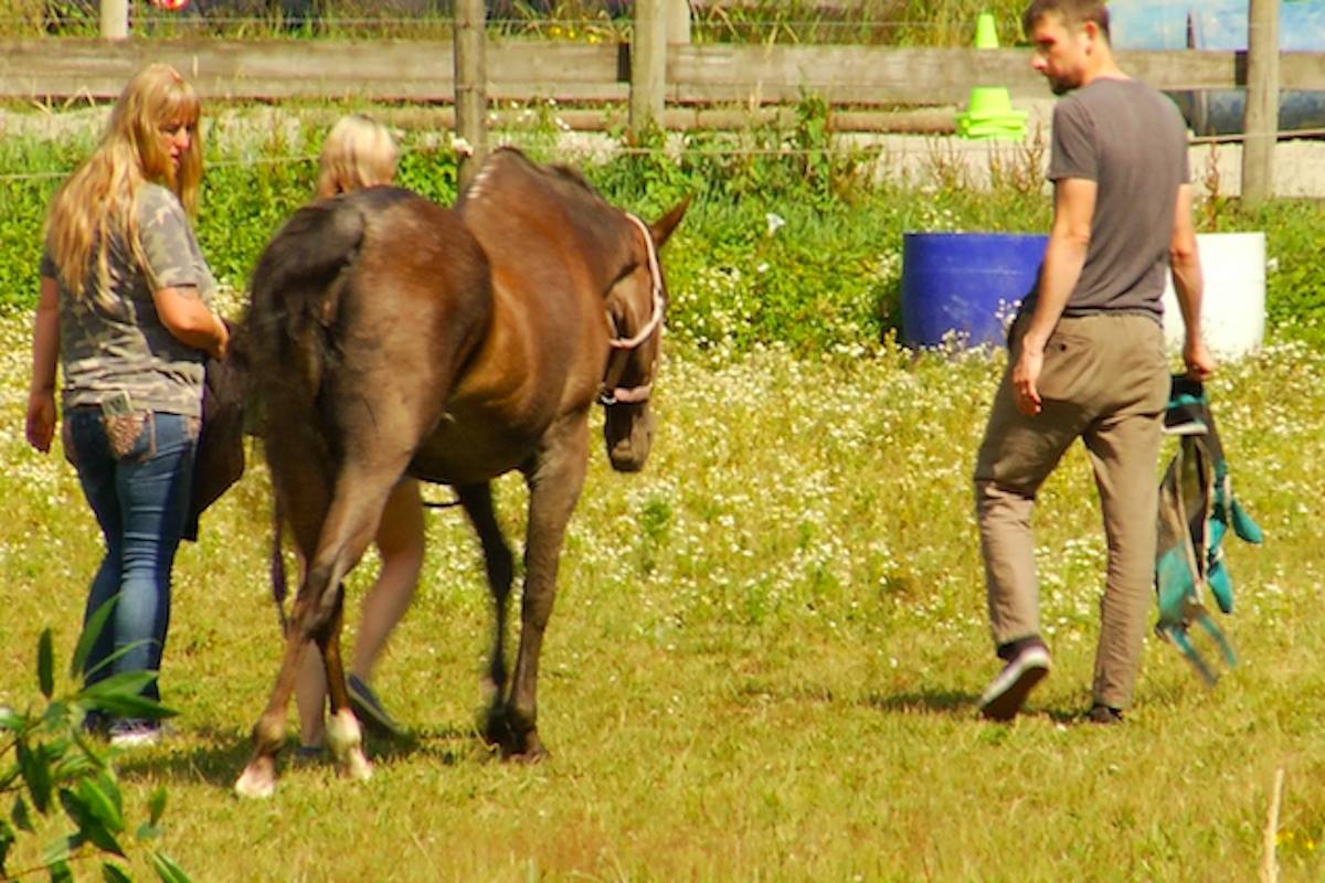 17688899_web1_190717-ABB-Horse-rescue_2