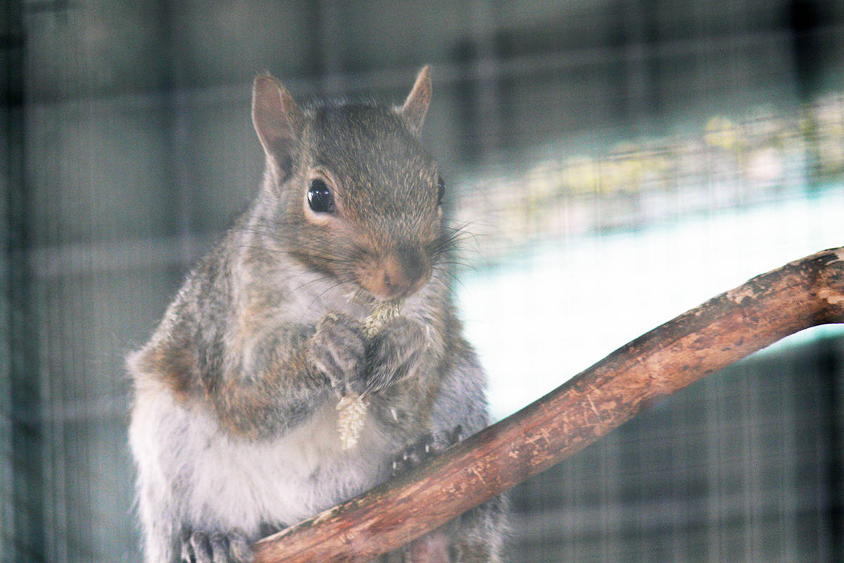 17692099_web1_190713-LAD-critter-care-squirrel
