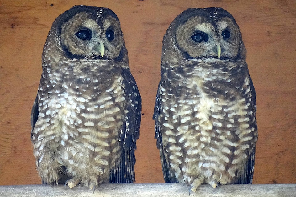 18192307_web1_190821-LAT-NorthernSpottedOwls2C