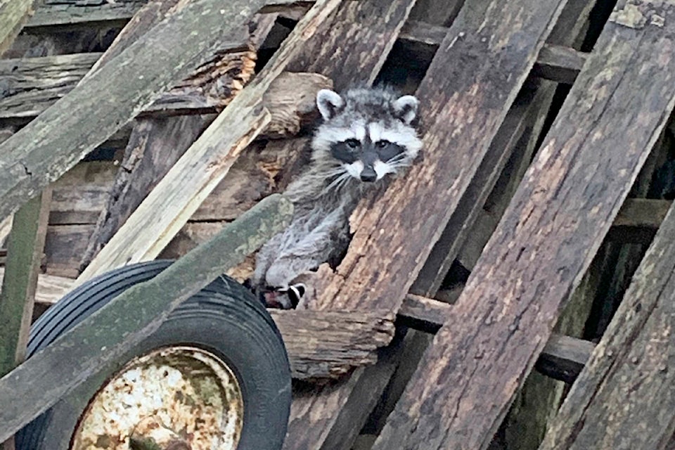 18263146_web1_190826-LAT-RaccoonTrapped