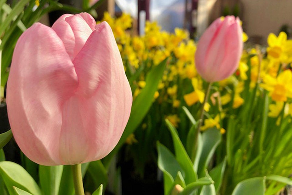 18610917_web1_tulips--daffodilsc