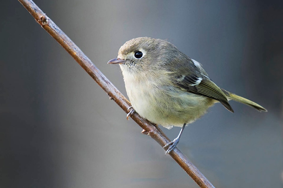 19792712_web1_191214-LAD-bird-count-2018-Huttons-Vireo-2