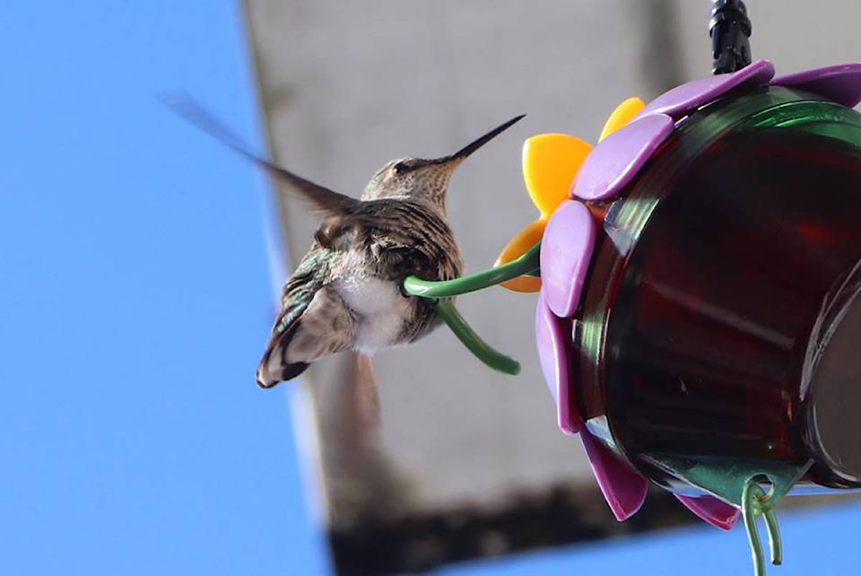 20189961_web1_HummingbirdDreulani-Dupuis