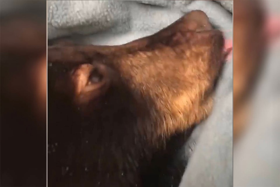 20198096_web1_Critter-care-bear