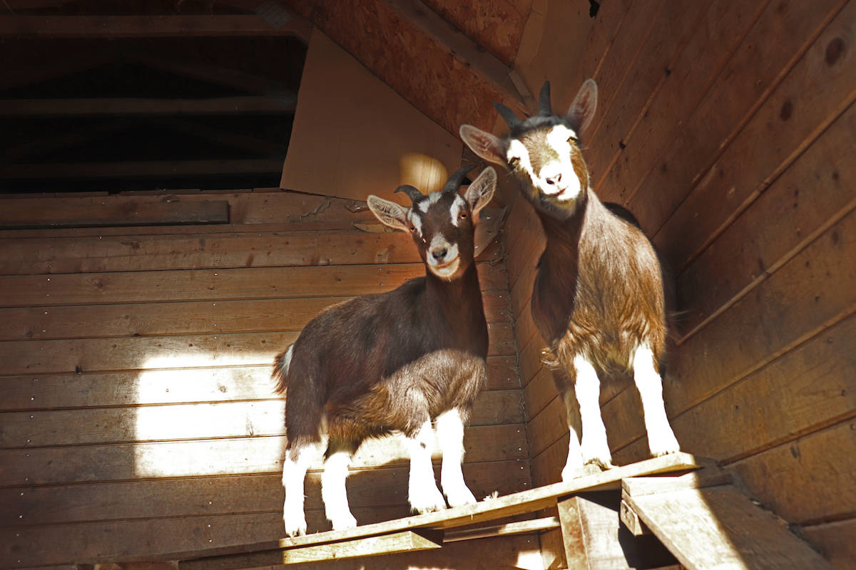 20455810_web1_Twin-goats