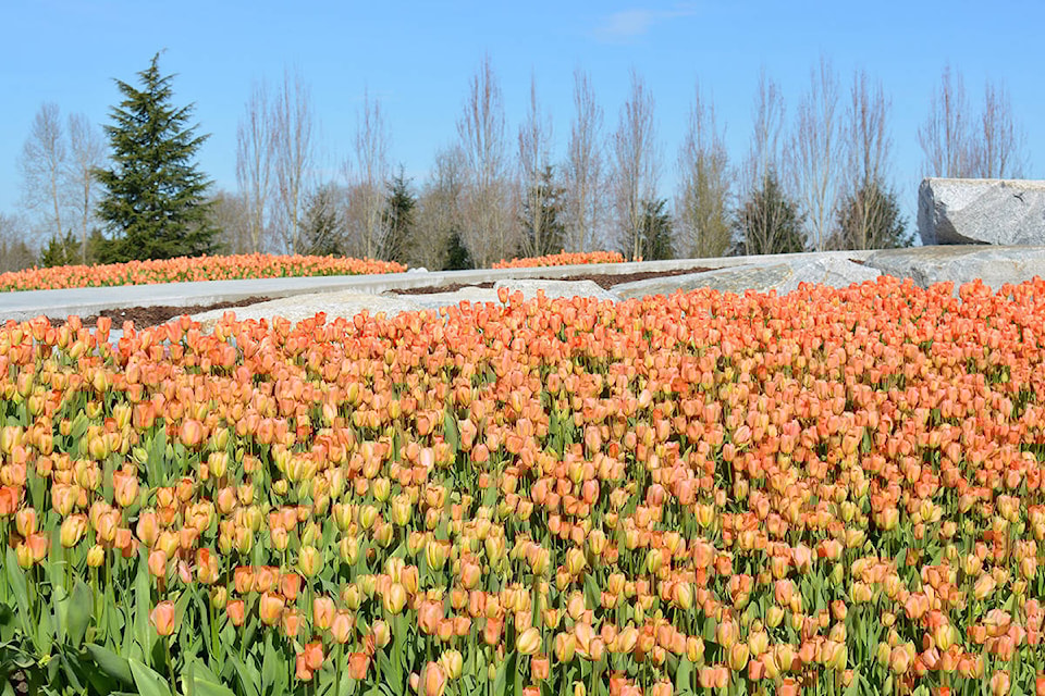 21269958_web1_200414-LAT-Tulips-tulip_2