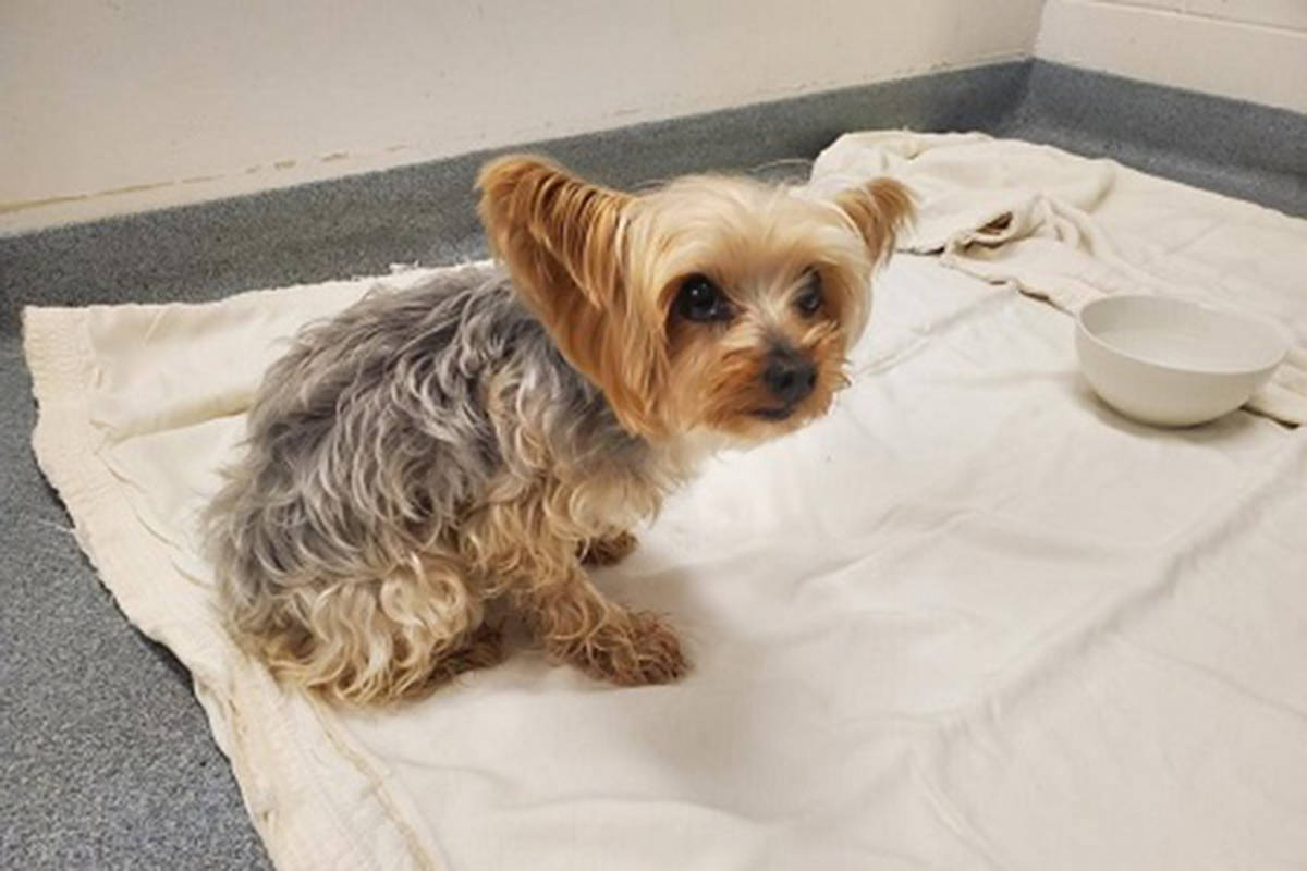 Star home yorkies sales