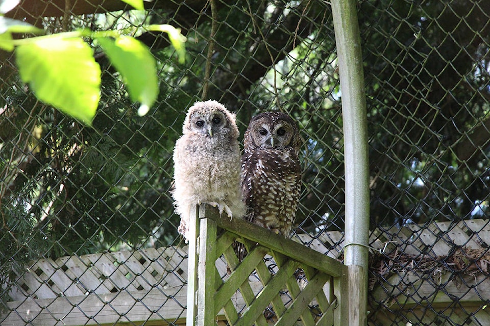 23462303_web1_201127-LAT-NorthernSpottedOwl-LangleyNSObreeding_1