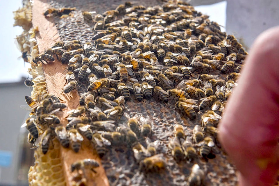 23877622_web1_210111-ALT-beekeeping-funding-bee_1