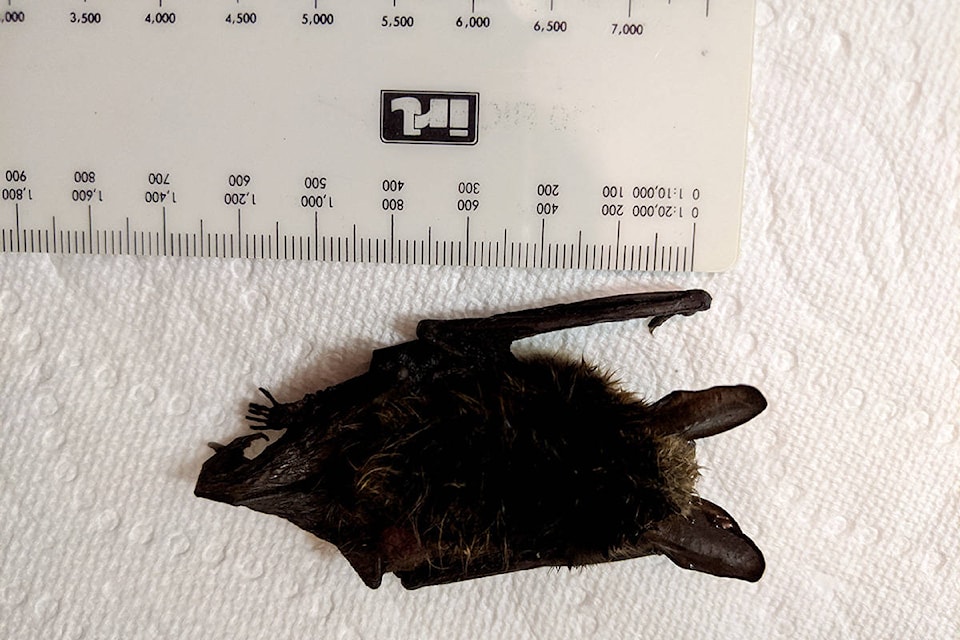 23974425_web1_210120-ALT-White-nose-bats-bat_2