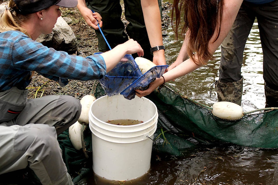 25781056_web1_210709-ALT-RU-Coho-Salmon-rescue-coho_1