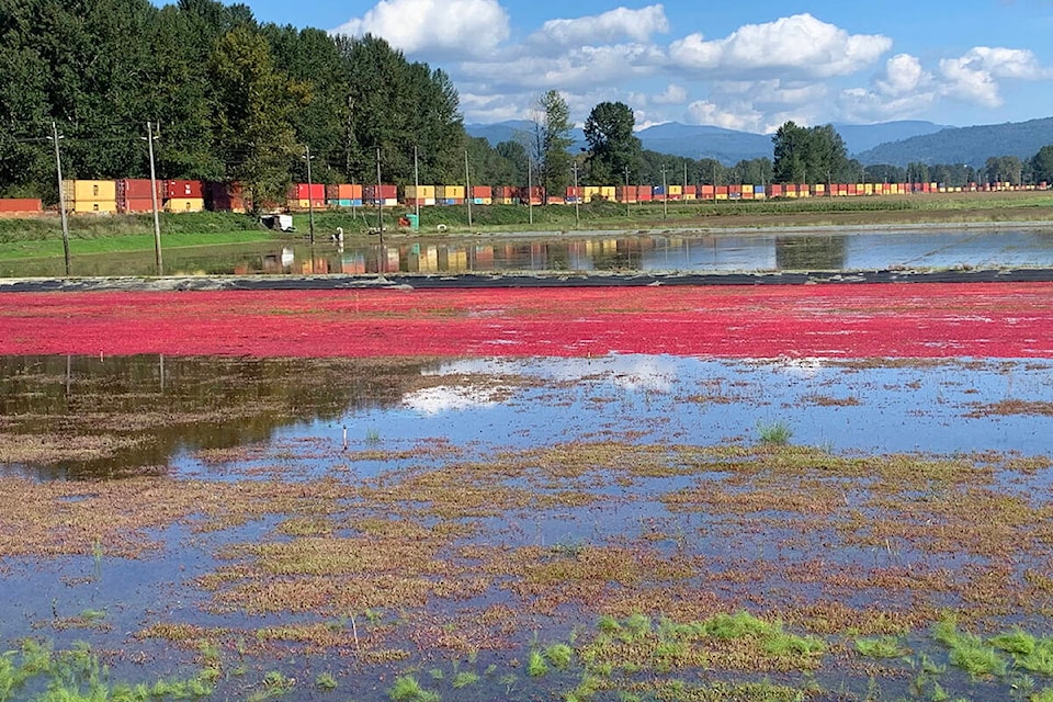 Flooded cranberry fields reflect a passing train. (Xinguang Yang/Special to the Langley Advance Times)