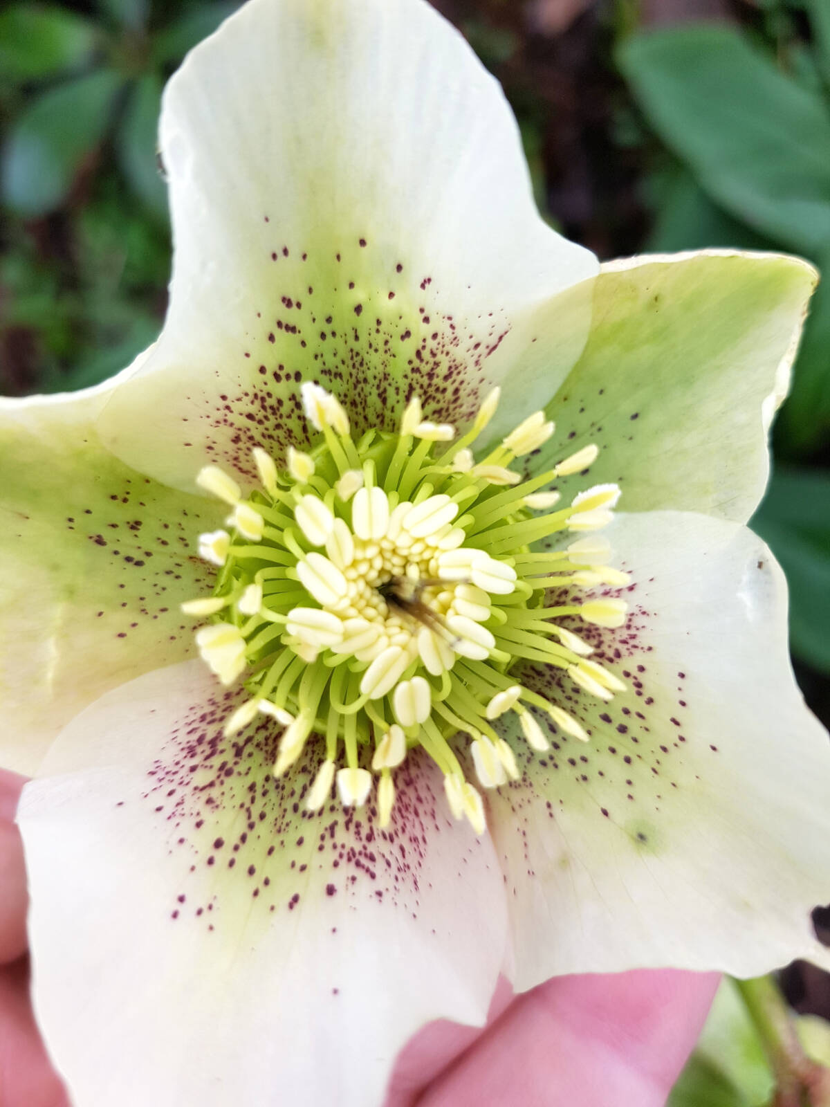 28286045_web1_220225-LAT-RH-GardenColumn-Hellebores_2