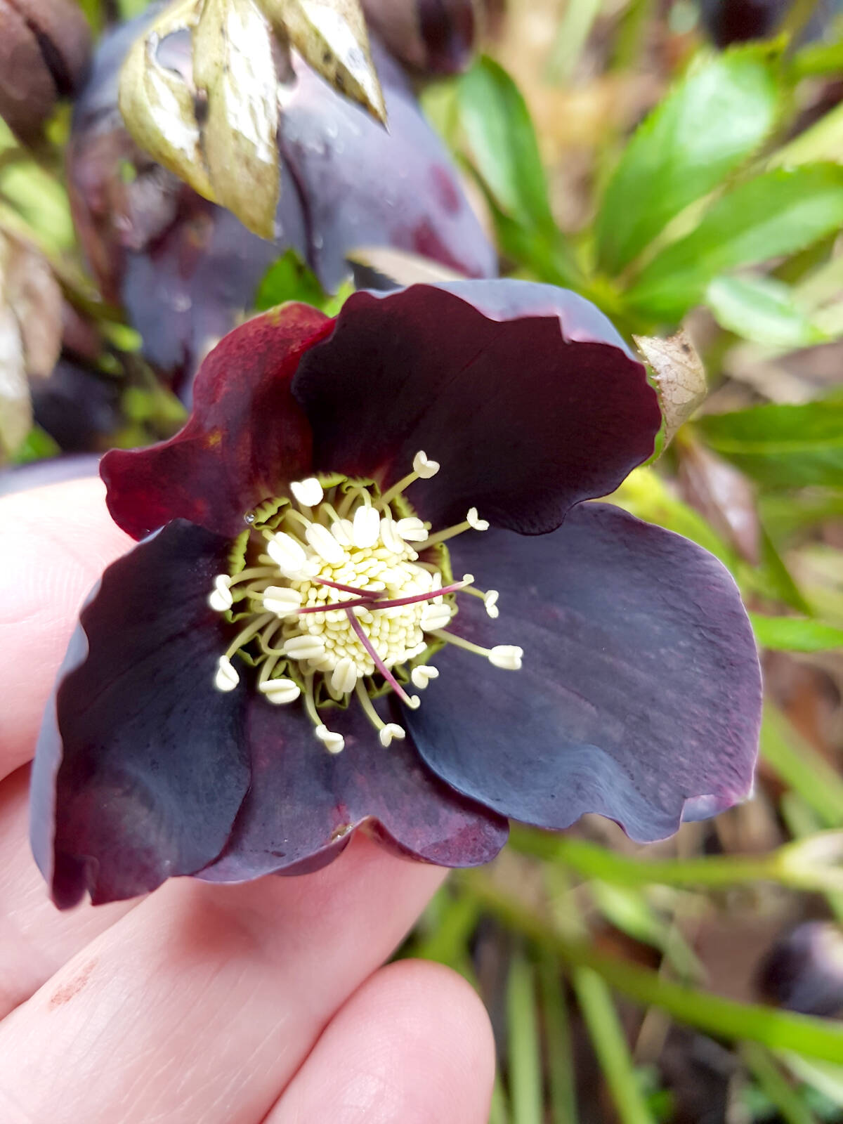 28286045_web1_220225-LAT-RH-GardenColumn-Hellebores_4