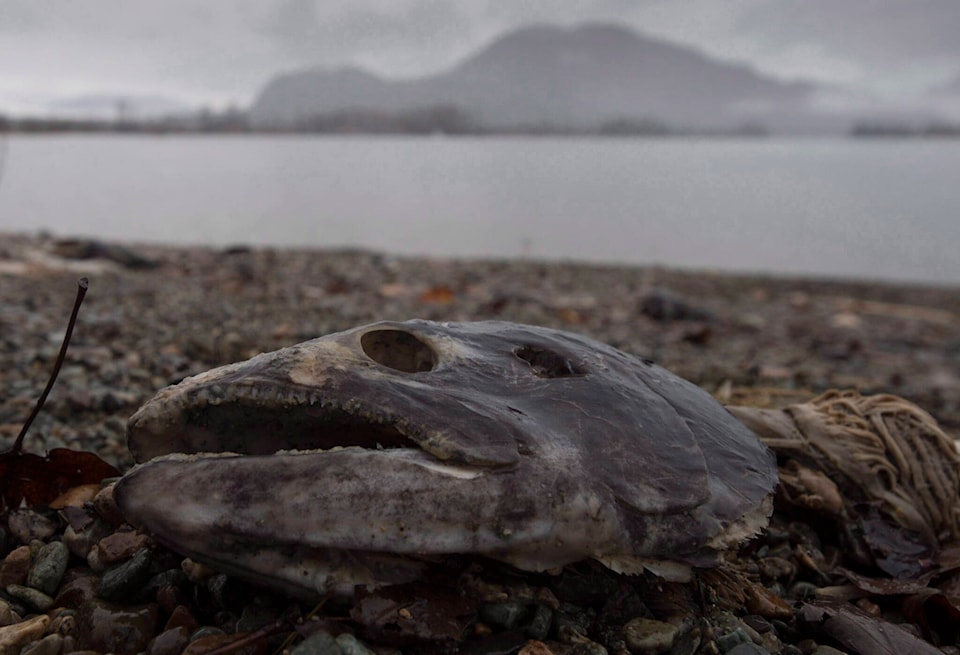 28405011_web1_220309-CPW-LJI-BC-salmon-treaty-carcass_1