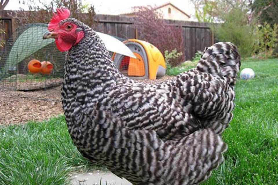 28887758_web1_chickens