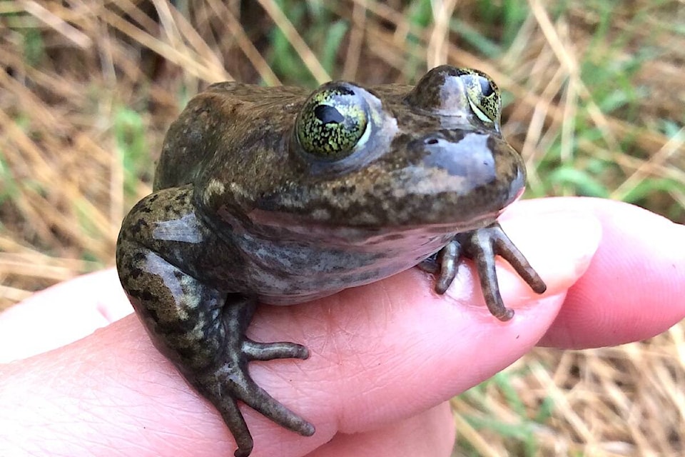 29026842_web1_220414-CPL-Frogs-Climate-Change_1