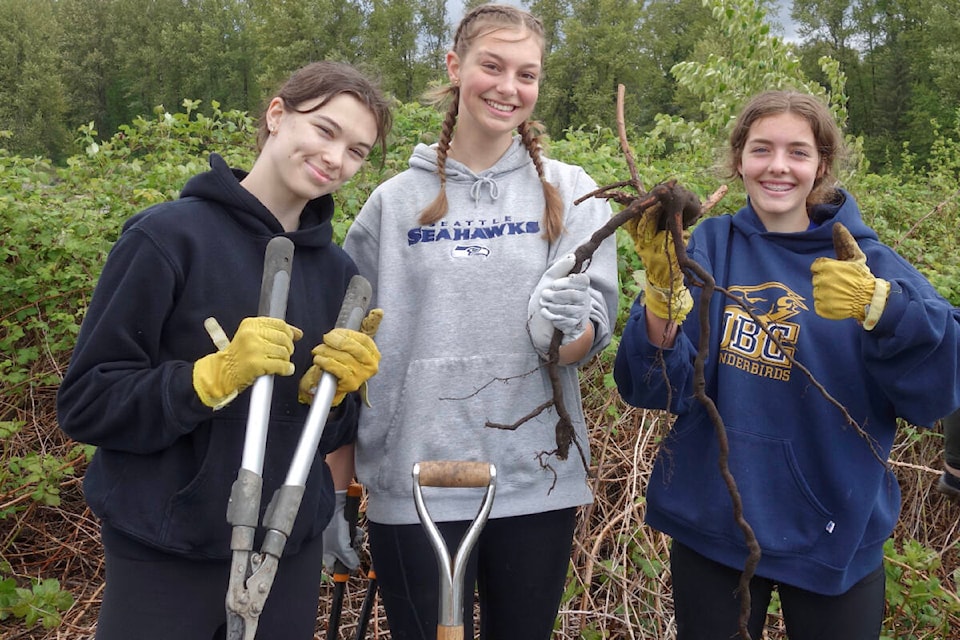 At least 60 Walnut Grove Secondary students spent a couple hours cleaning away invasive species along the Fort-to-Fort Trail in Fort Langley recently. (Special to The News)