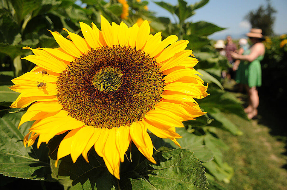 30074009_web1_210715-CPL-Chilliwack-Sunflower-Festival_2