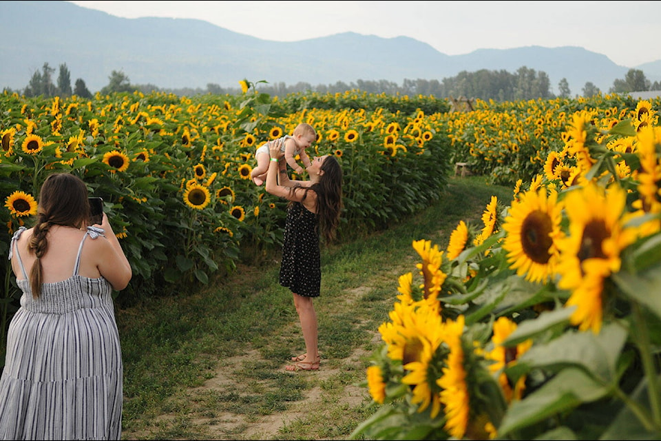 Folks take in the Chilliwack Sunflower Festival on Thursday, Aug. 18, 2022. (Jenna Hauck/ Chilliwack Progress)