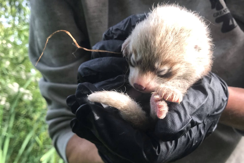 30203188_web1_220826-LAT-RH-RedPandas-cubs_2