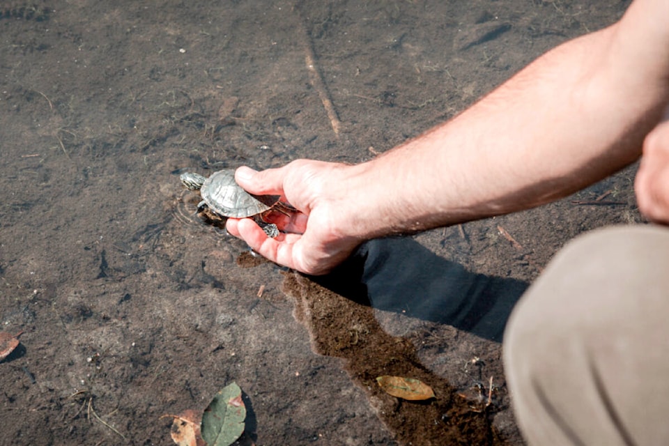 30475273_web1_220922-LAT-RH-TurtleRelease-zoo_2