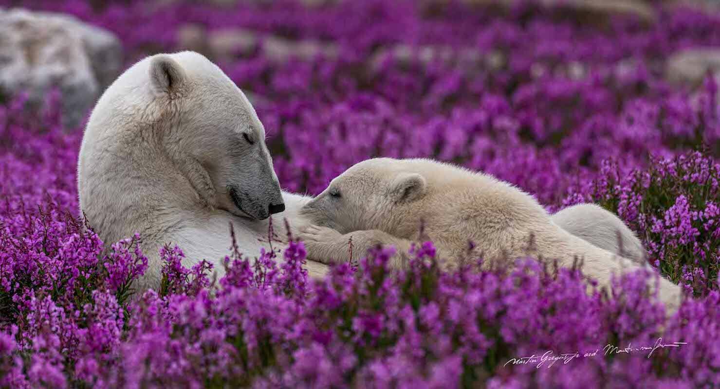 Polar bears in wildflowers photographed by Martin Gregus Jr. (Submitted photo)