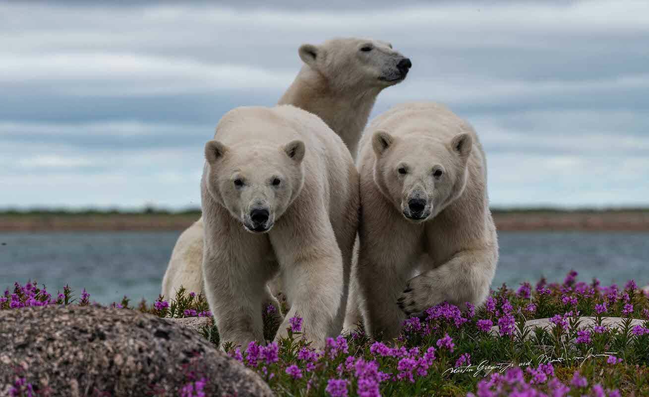 Polar bears in wildflowers photographed by Martin Gregus Jr. (Submitted photo)