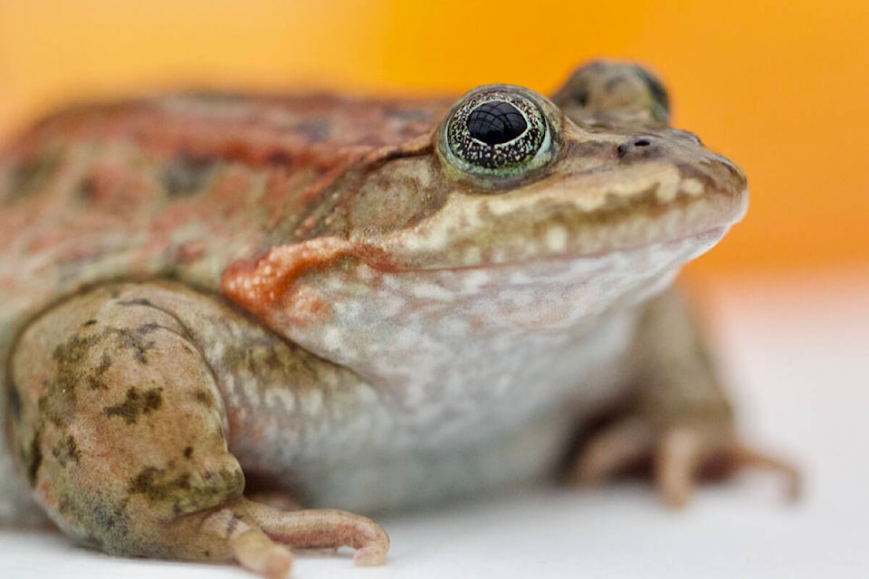 Wildlife Preservation Canada shared a picture of an Oregon spotted frog up close. (Pourya Sardari, WPC/Special to Langley Advance Times)