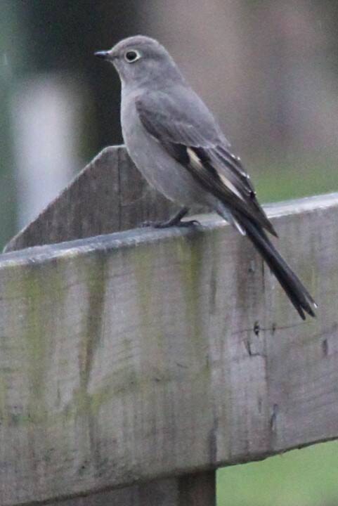 31512388_web1_230112-PAN-bird-count-Townsend-s-solitaire-Mike-Klotz-photo_1