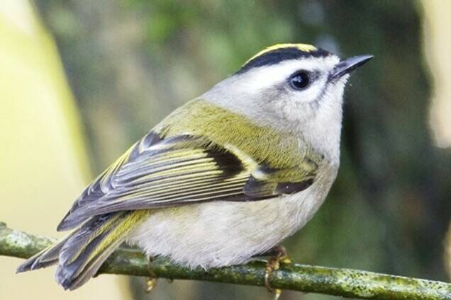 31512388_web1_230112-PAN-bird-count-numbers-in-John-Gordon-photos_2