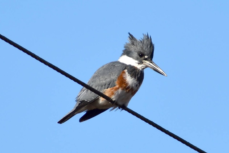 Cora Goodyear, another frequent contributor to the Advance Times Through Your Lens feature, spotted this belted kingfisher sitting on power lines overlooking a stream on 208th Street in North Langley. “They are often seen perched on trees or posts over water, and will plunge into the water head first when they see their prey,” she explained. (Special to Langley Advance Times)