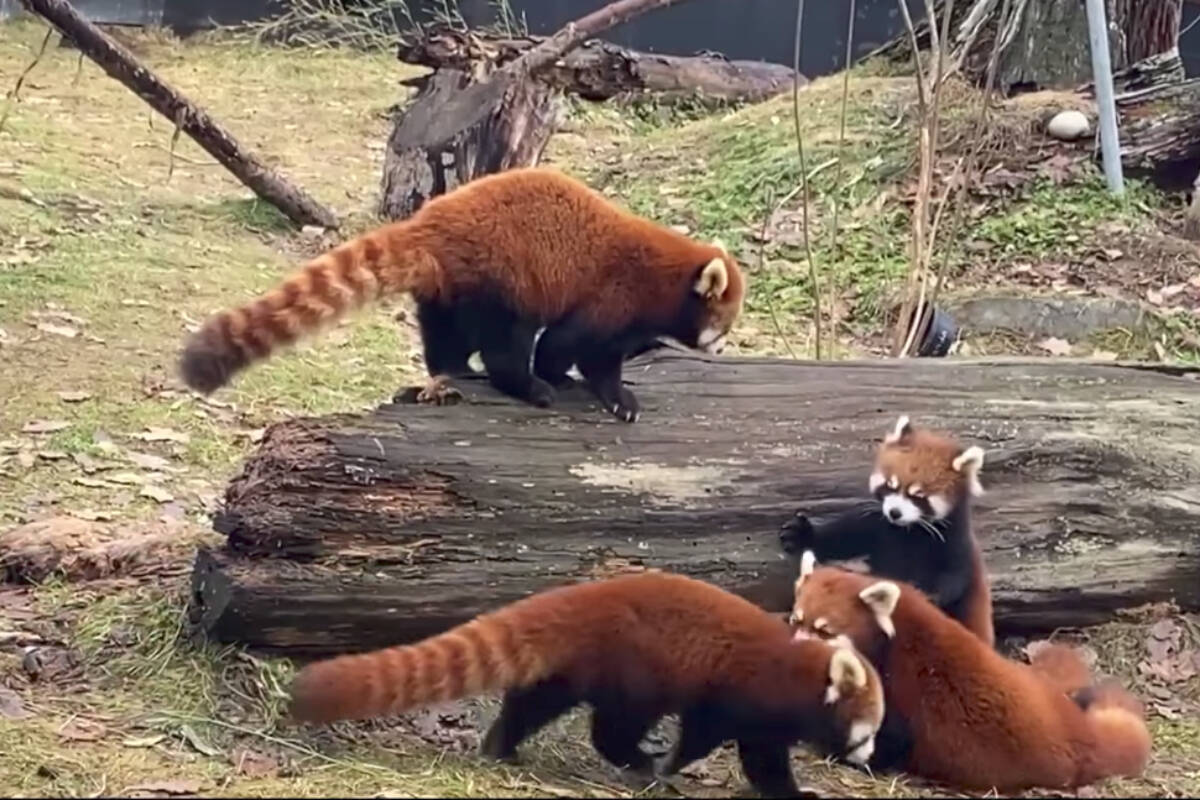 The cubs were born to Sakura, a red panda who came to Aldergrove in March 2021, after six years at the Calgary Zoo. She joined long-time resident red panda Arun and the zoos conservation breeding program. (Screengrab Greater Vancouver Zoo)