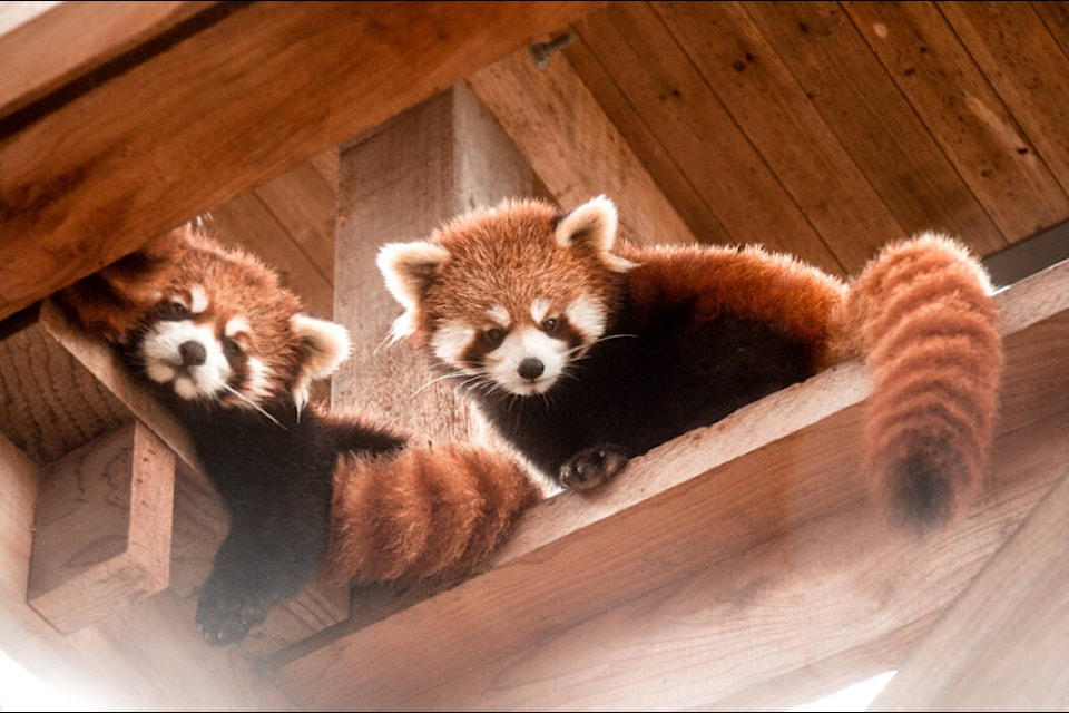 The Greater Vancouver Zoo welcomed the delivery of twin red panda cubs – a girl and a boy – last June. Now they need names. (Screengrab Greater Vancouver Zoo)