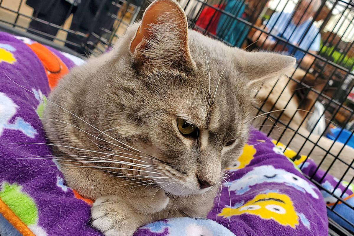 CARES brings more chances to adopt cats in Langley Aldergrove Star