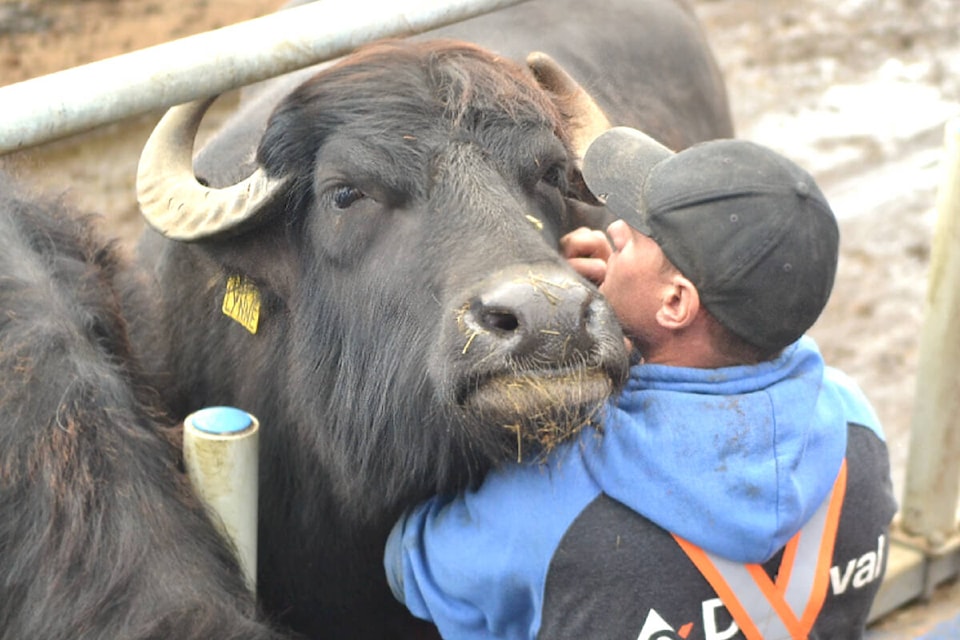 James H has been a student in Academy Farms recovery program for seven months, working with the water buffalo and bison while gaining hours towards his welding certificate. (Kyler Emerson/Langley Advance Times)