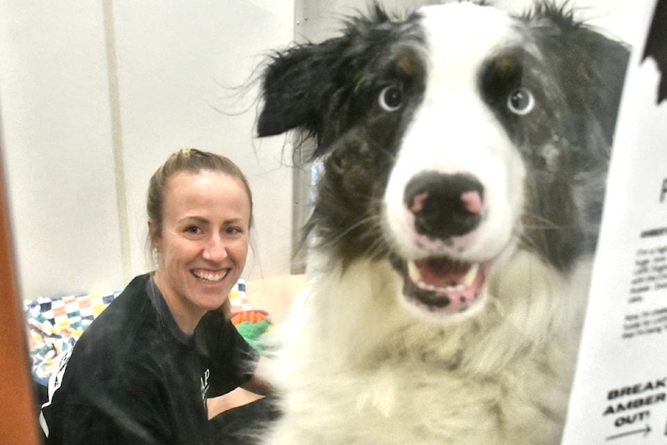 Three-year-old Vinny, an Australian Shepherd mixedbreed, was locked up with Amber F. for the third annual Kennel Breakout on Saturday, March 8. (Kyler Emerson/Aldergrove Star)