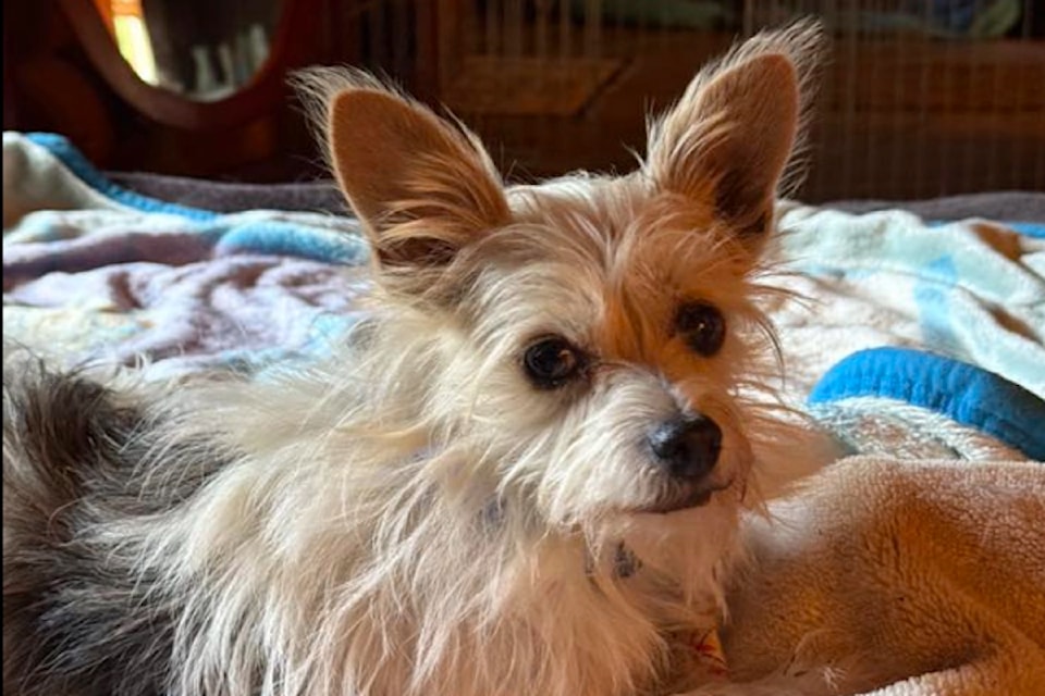 Joe Dirt rescued after on the run for 42 days. 