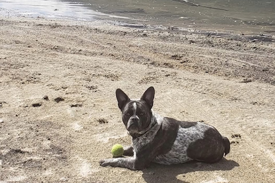Bean the dog 