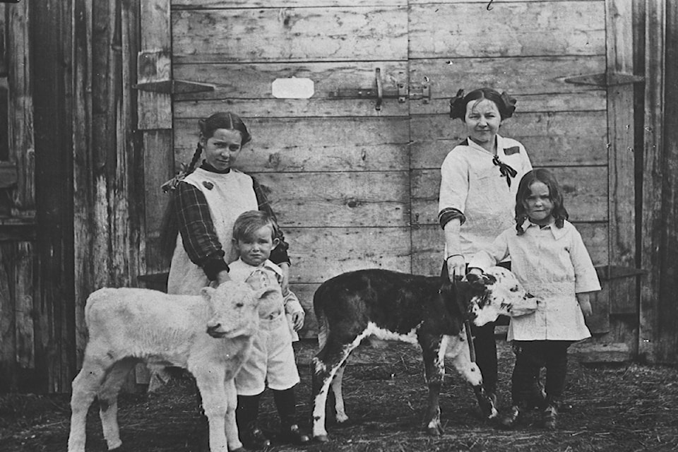 2014-003-5467-trout-lake-march-22-1915-twin-calves-at-dads-barn