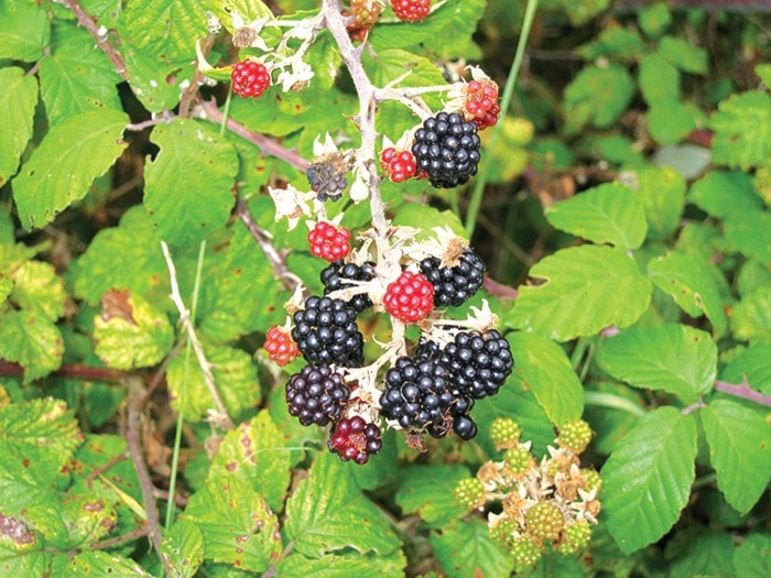 1058nakuspblackberry-fruit