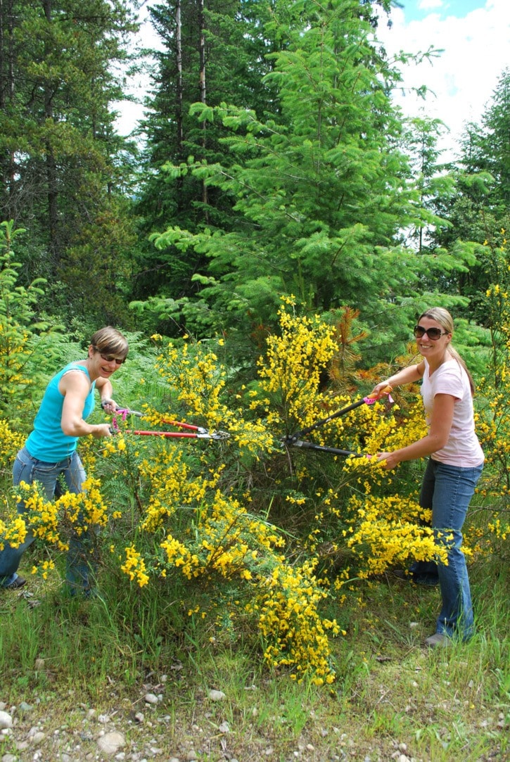 76815nakuspinvasivespeciesscotchbroom2