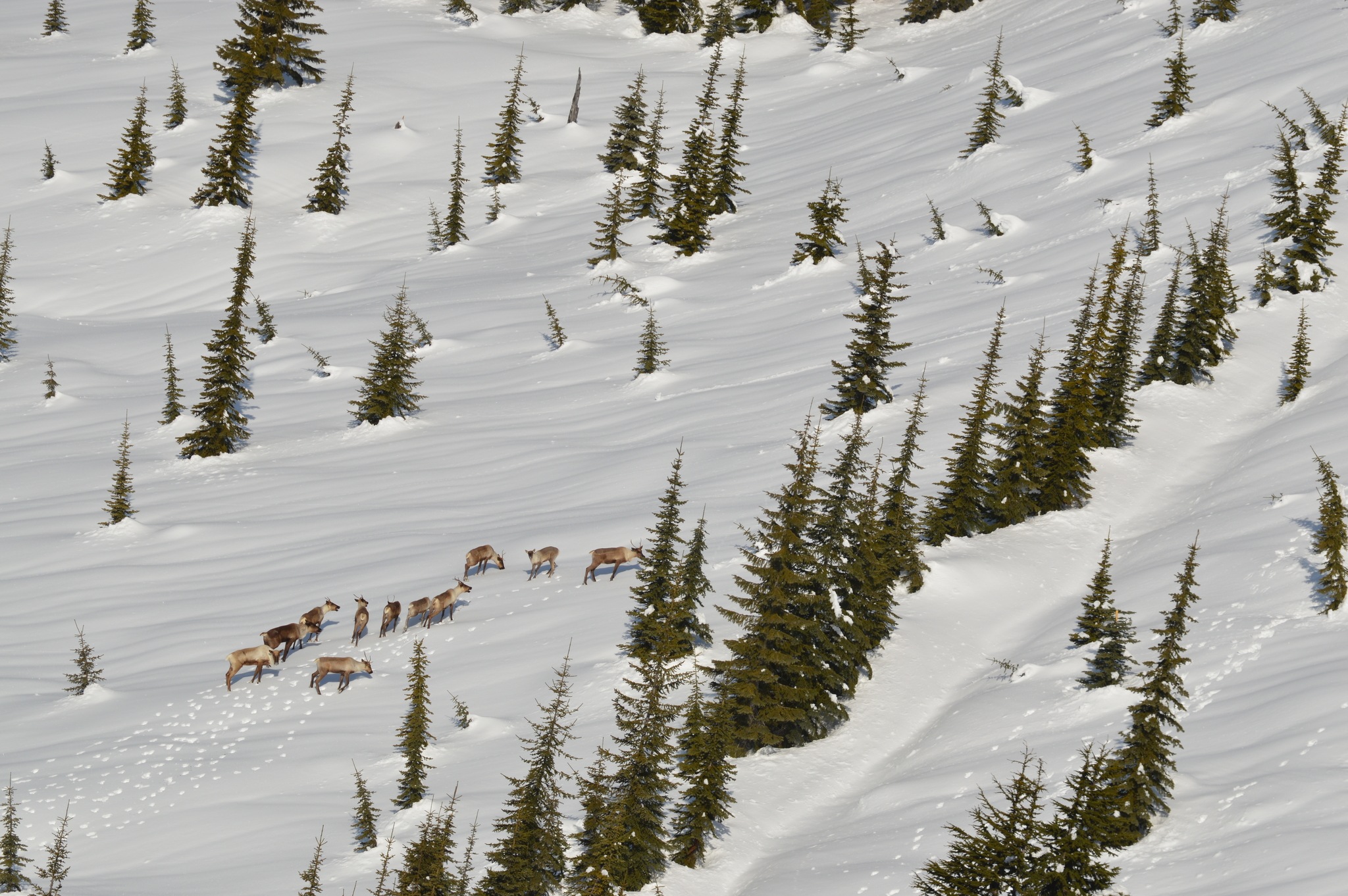 9525040_web1_Caribou-in-snow