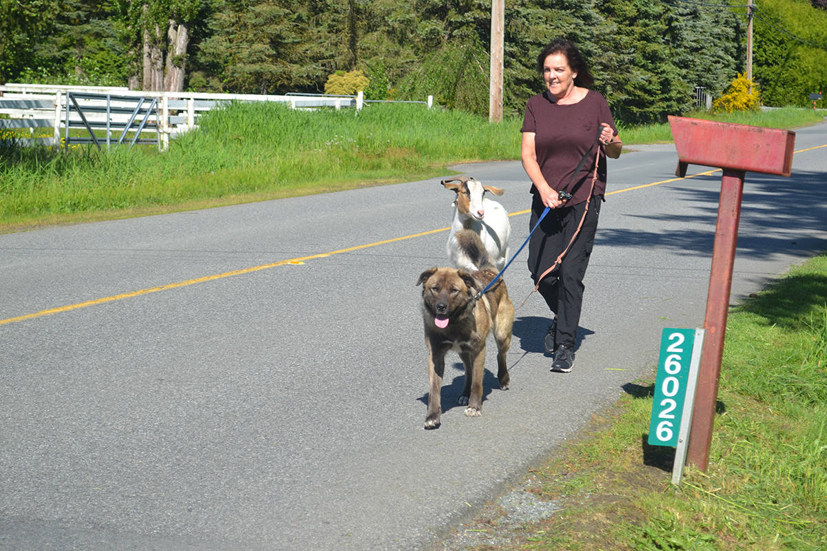 11905467_web1_180524-AT-aldergrove-goat-walker_2