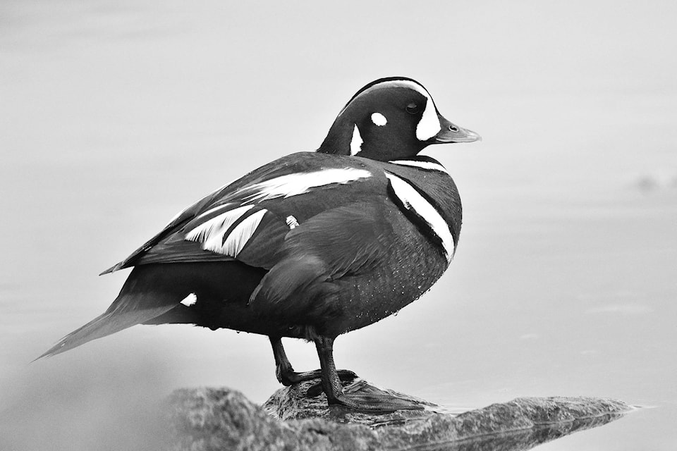 12139160_web1_bwbirdsofnakusp