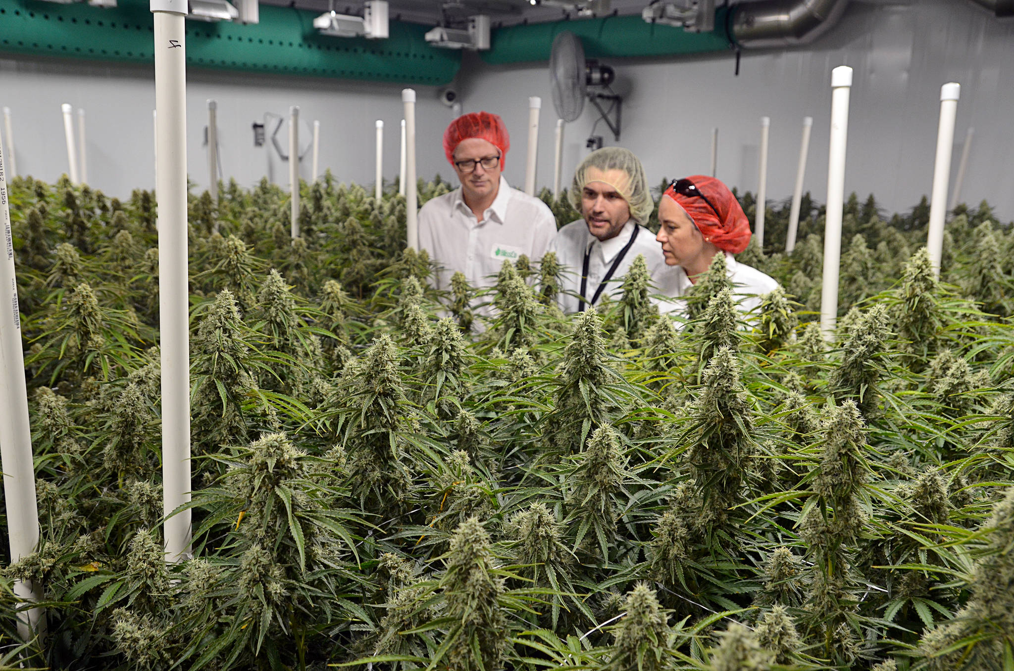 From (hydroponic) farm to table: A look inside a cannabis production facility